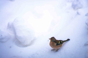 Starker Wintereinbruch! Können wir unterstützen?