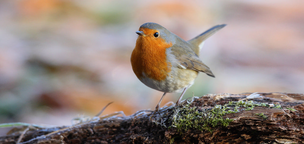 Das Rotkehlchen - Deutschlands beliebtester Singvogel