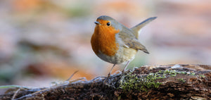 Das Rotkehlchen - Deutschlands beliebtester Singvogel